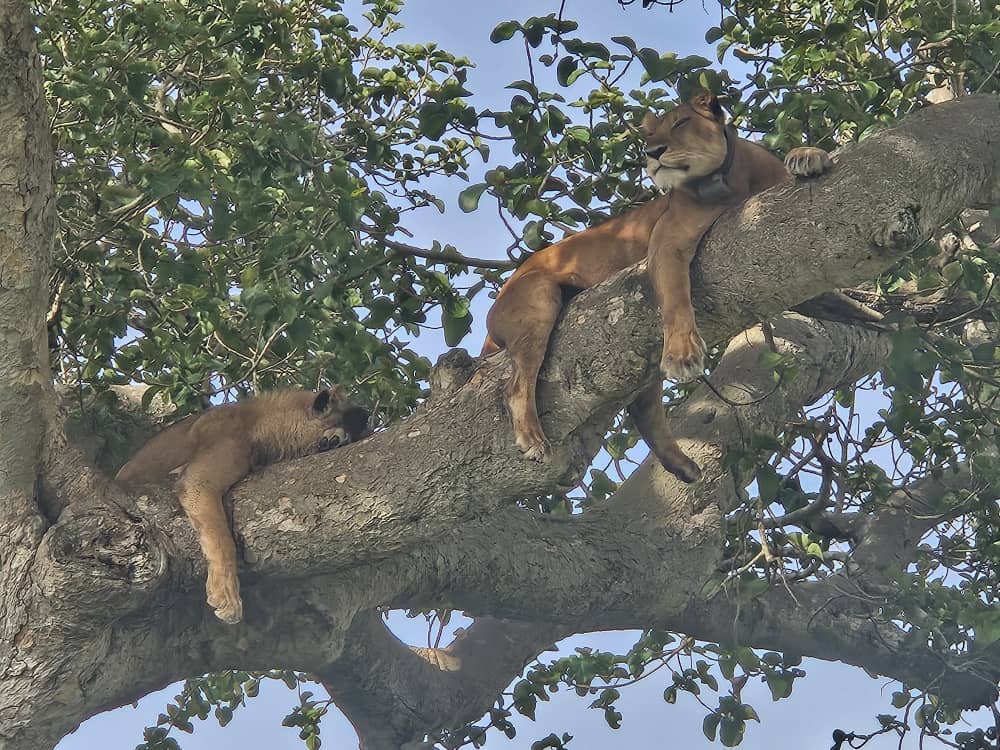 Uganda Wildlife